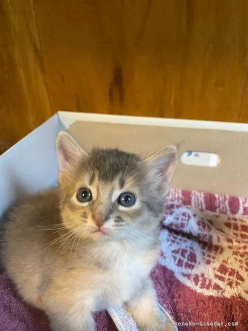 ID：2106-00147の子猫