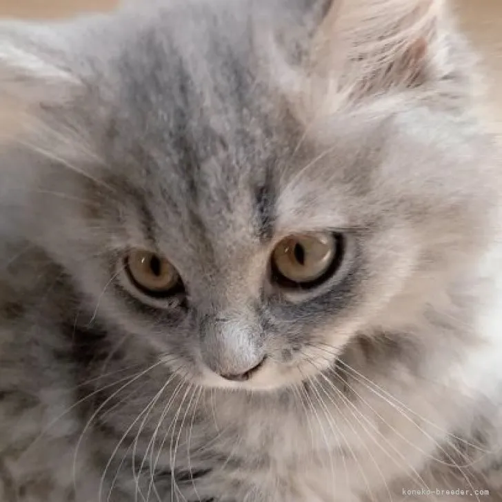 ID:2307-00335の子猫