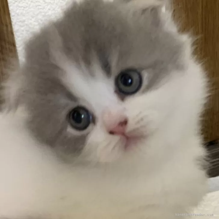 ID：2406-01999の子猫
