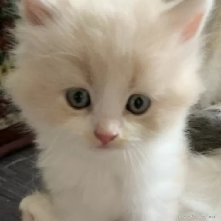 ID：2406-01995の子猫