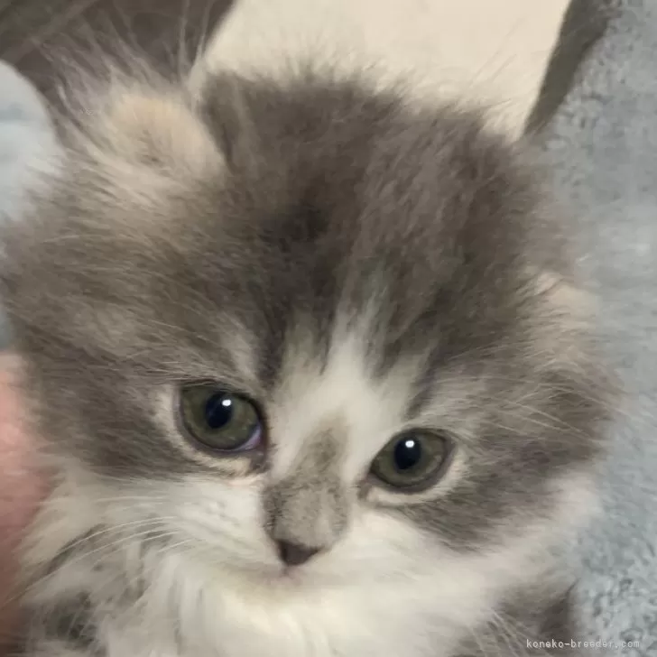 ID：2402-02416の子猫