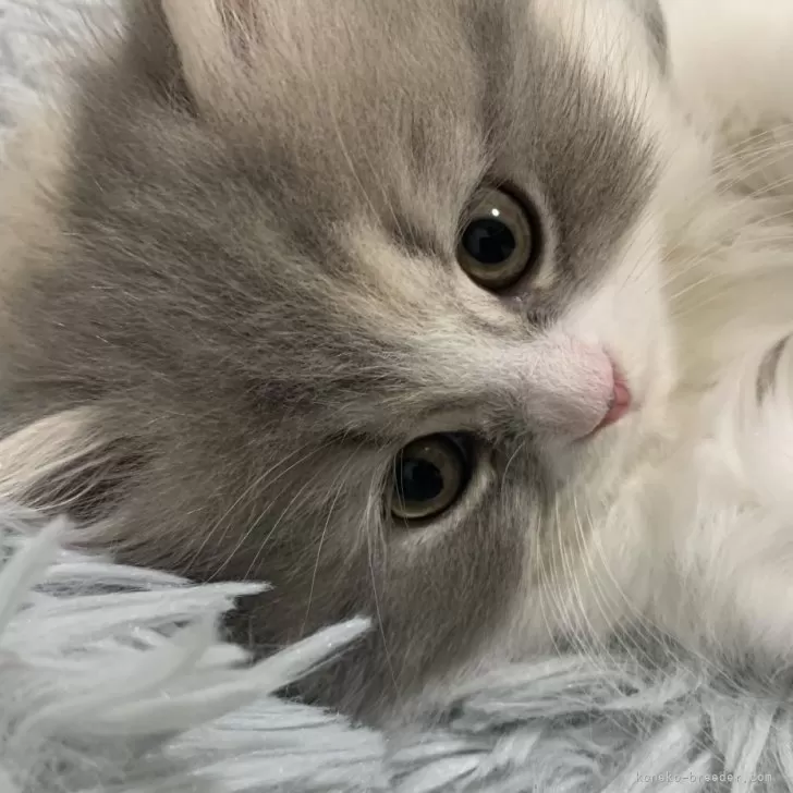 ID:2312-02104の子猫