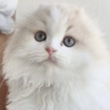 スコティッシュフォールド(折れ耳)【千葉県・男の子・2023年4月10日・クリーム&ホワイト（ロングヘア）】の写真「開店セール期間限定値下げ❣️～6月末まで」