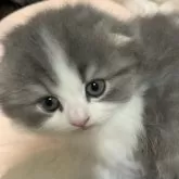 スコティッシュフォールド(折れ耳)【千葉県・女の子・2024年2月26日・ブルー&ホワイト】の写真1