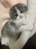 スコティッシュフォールド(折れ耳)【千葉県・女の子・2024年2月26日・ブルー&ホワイト】の写真4