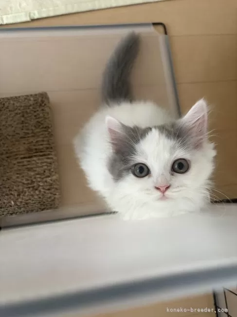 スコティッシュフォールド(立ち耳)【千葉県・男の子・2025年5月