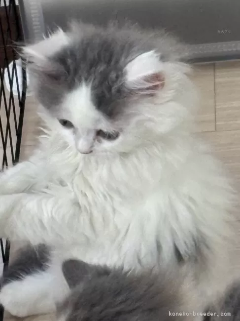 スコティッシュフォールド(立ち耳)【千葉県・男の子・2025年5月