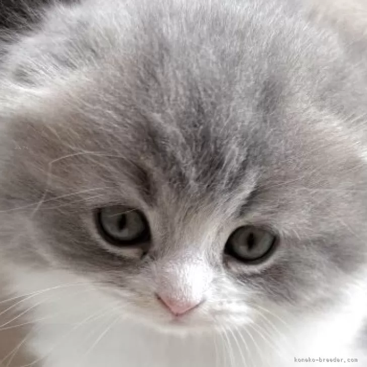 スコティッシュフォールド(折れ耳)【千葉県・女の子・2025年10月8日・ブルータビー&amp;ホワイト】の写真1