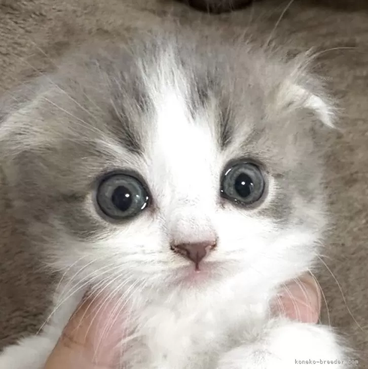 ID：2507-00746の子猫