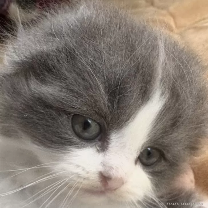 M.N 様のお迎えした子猫