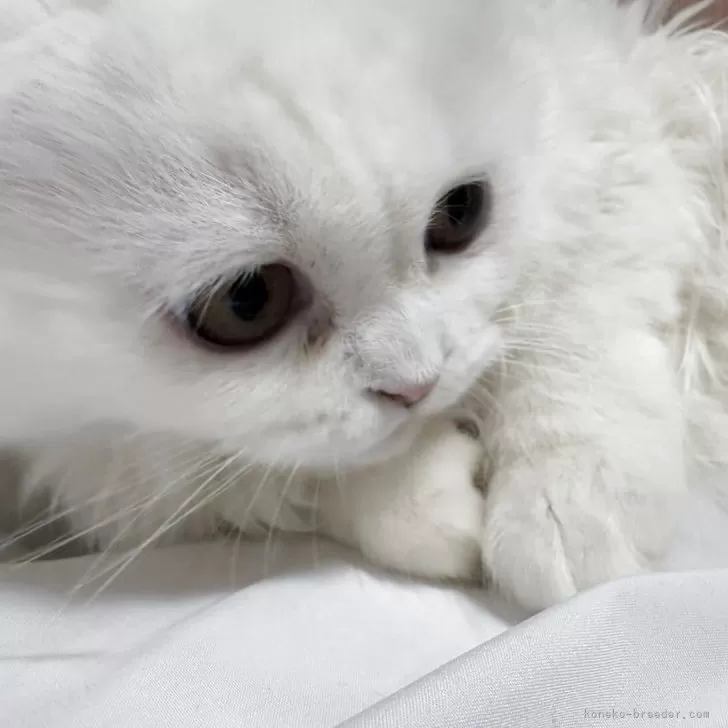 ID：2507-01743の子猫