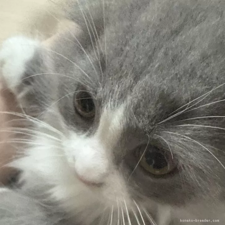 ID：2502-01839の子猫