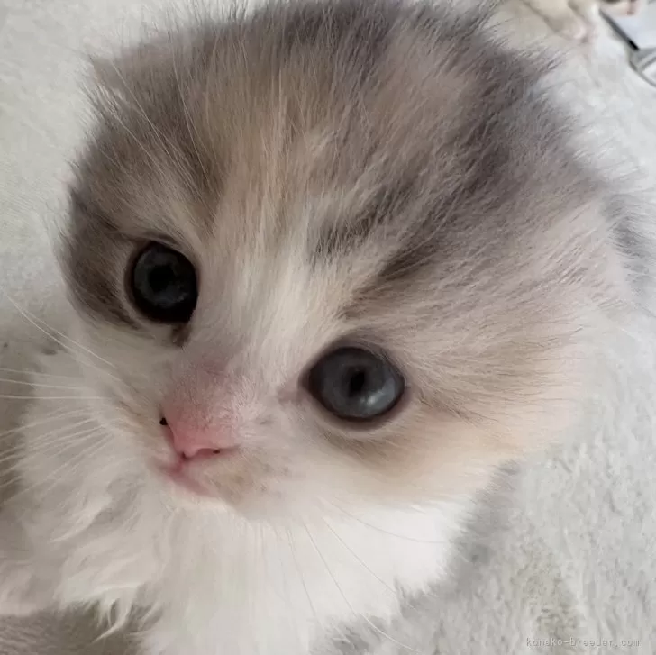 ID：2502-01837の子猫