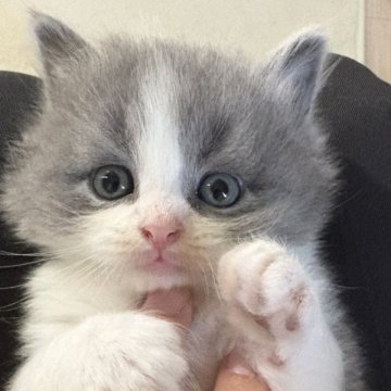 スコティッシュフォールド(立ち耳)【千葉県・男の子・2025年10月8日・ブルーホワイト（ロングヘアー）】の写真「ブルーホワイトのハチワレ猫ちゃん❣️」