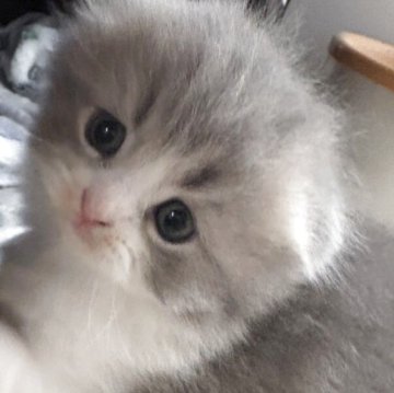 スコティッシュフォールド(折れ耳)【千葉県・女の子・2025年10月8日・ブルータビー&ホワイト（ロング）】の写真「ふわもこロングのめちゃかわ女の子❣️」