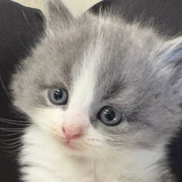 スコティッシュフォールド(立ち耳)【千葉県・男の子・2025年10月8日・ブルーホワイト】の写真「ブルーホワイトのハチワレ猫ちゃん❣️」