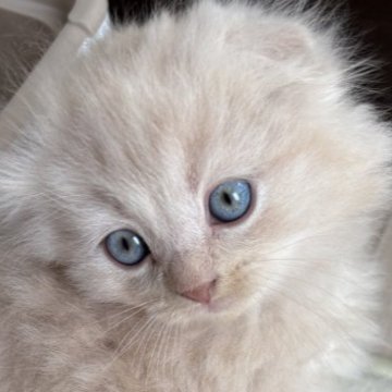 スコティッシュフォールド(折れ耳)【千葉県・男の子・2025年10月8日・クリームタビー（ロングヘアー）】の写真「ふわふわ毛並みクリーム色のイケメンくん❣️」