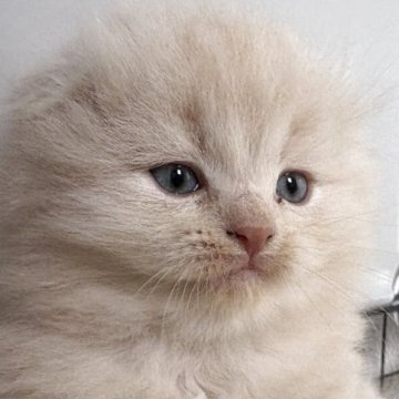 スコティッシュフォールド(折れ耳)【千葉県・男の子・2025年10月8日・クリームタビー（ロング）】の写真「ふわふわ毛並みクリーム色のイケメンくん❣️」