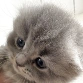 スコティッシュフォールド(折れ耳)