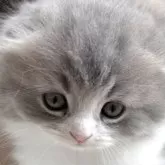 スコティッシュフォールド(折れ耳)