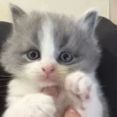 スコティッシュフォールド(立ち耳)