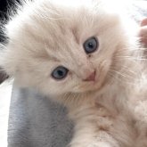 スコティッシュフォールド(折れ耳)