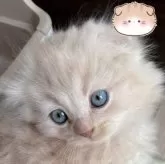 スコティッシュフォールド(折れ耳)