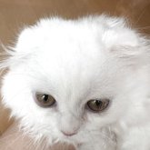 スコティッシュフォールド(折れ耳)