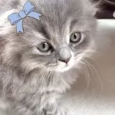 スコティッシュフォールド(折れ耳)