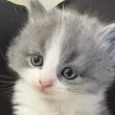 スコティッシュフォールド(立ち耳)