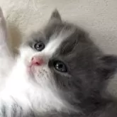 スコティッシュフォールド(立ち耳)