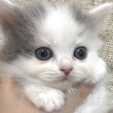 スコティッシュフォールド