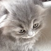 スコティッシュフォールド(折れ耳)