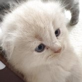 スコティッシュフォールド(折れ耳)