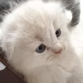 スコティッシュフォールド(折れ耳)