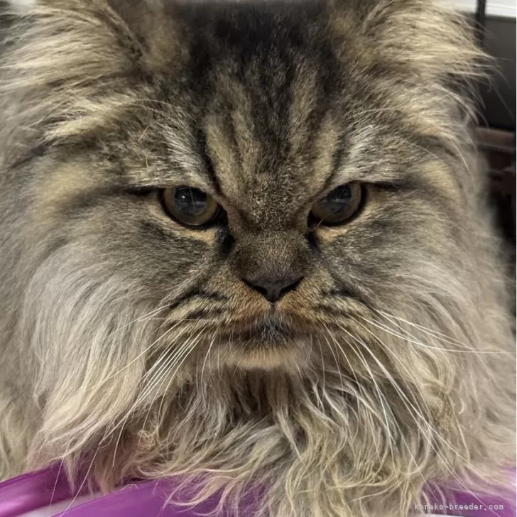 ID:2312-01756の子猫
