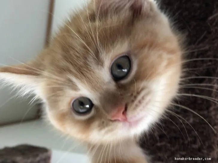 ID:1912-01598の子猫