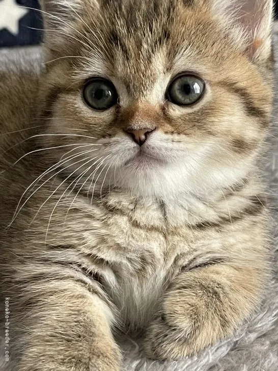 ID：2105-02327の子猫