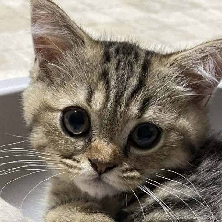 ID：2306-02968の子猫