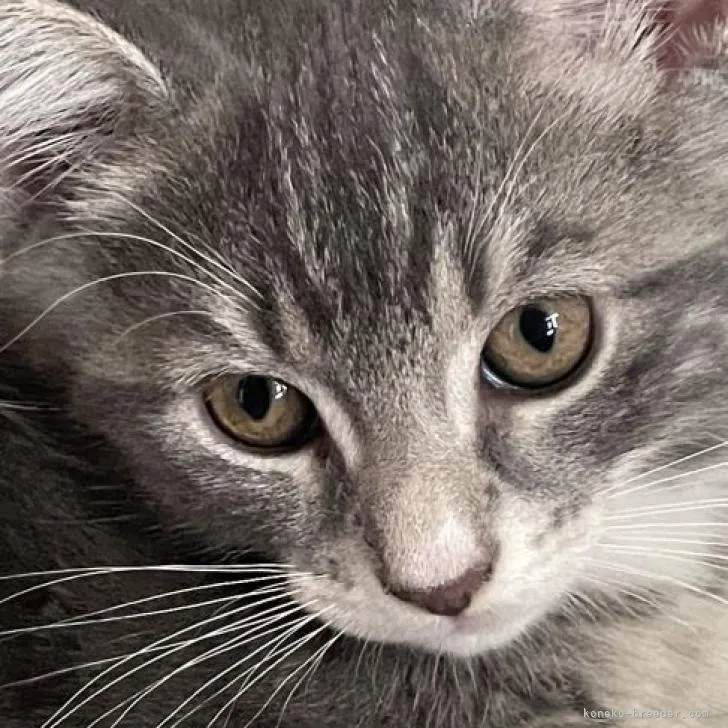 ID：2206-00539の子猫