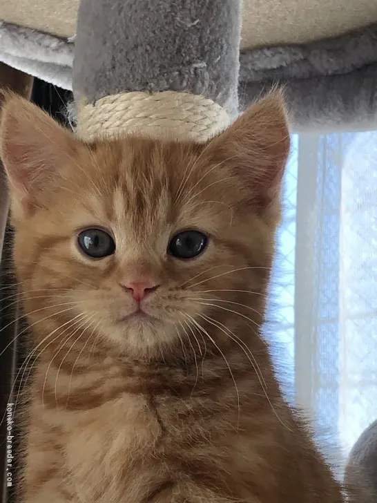 ID：1912-01420の子猫