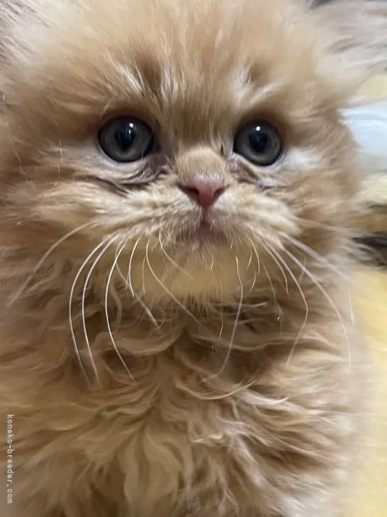 ID：2204-01941の子猫