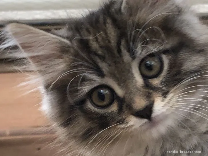 ケンイチ 様のお迎えした子猫