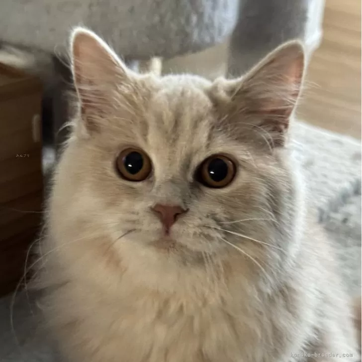 マサトシ 様のお迎えした子猫