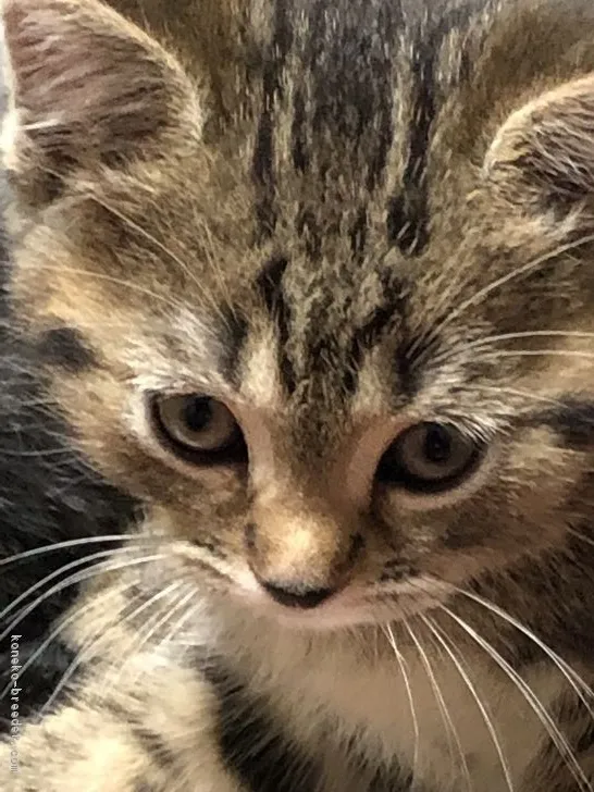 ID:1902-00198の子猫