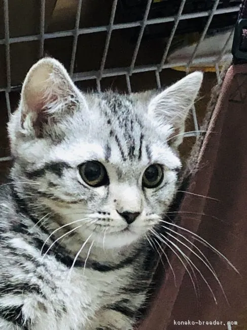 ID:1902-00202の子猫