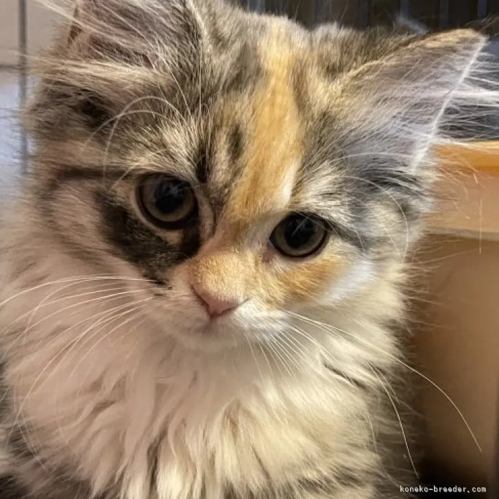 ID:2305-02812の子猫