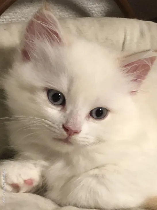 ID：2005-00018の子猫