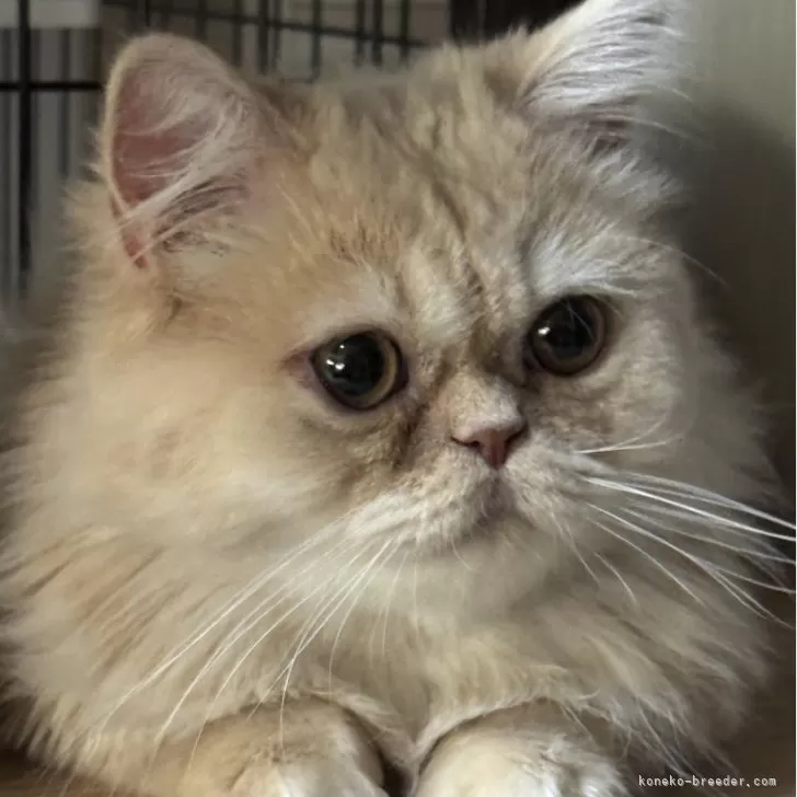 ID:2310-02236の子猫