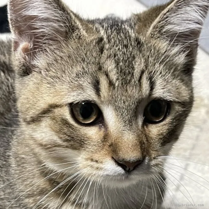 ID：2304-02442の子猫